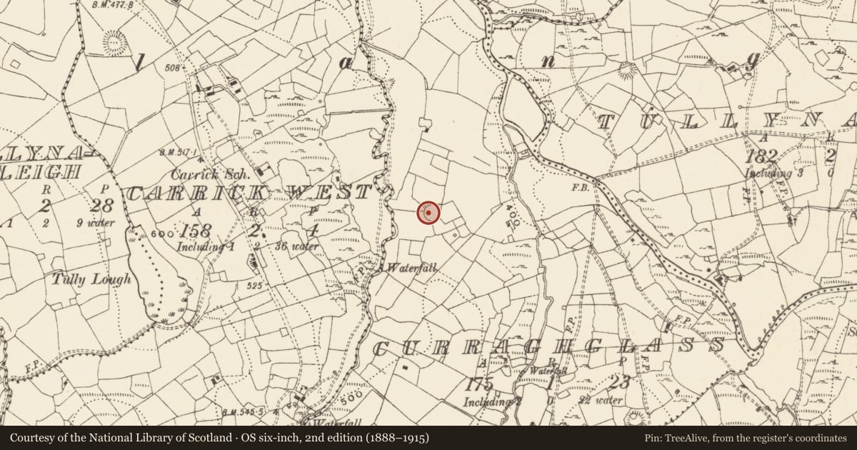 Ordnance Survey six-inch map, 2nd edition (1888–1915) covering the location of Ringfort - rath, Curraghglass, County Cavan, with a pin at the register's coordinates