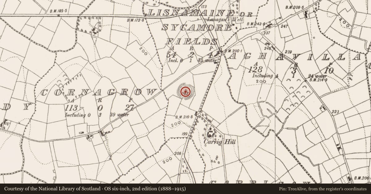 Ordnance Survey six-inch map, 2nd edition (1888–1915) covering the location of Ringfort - rath, Lisnamaine Or Sycamore Fields, County Cavan, with a pin at the register's coordinates