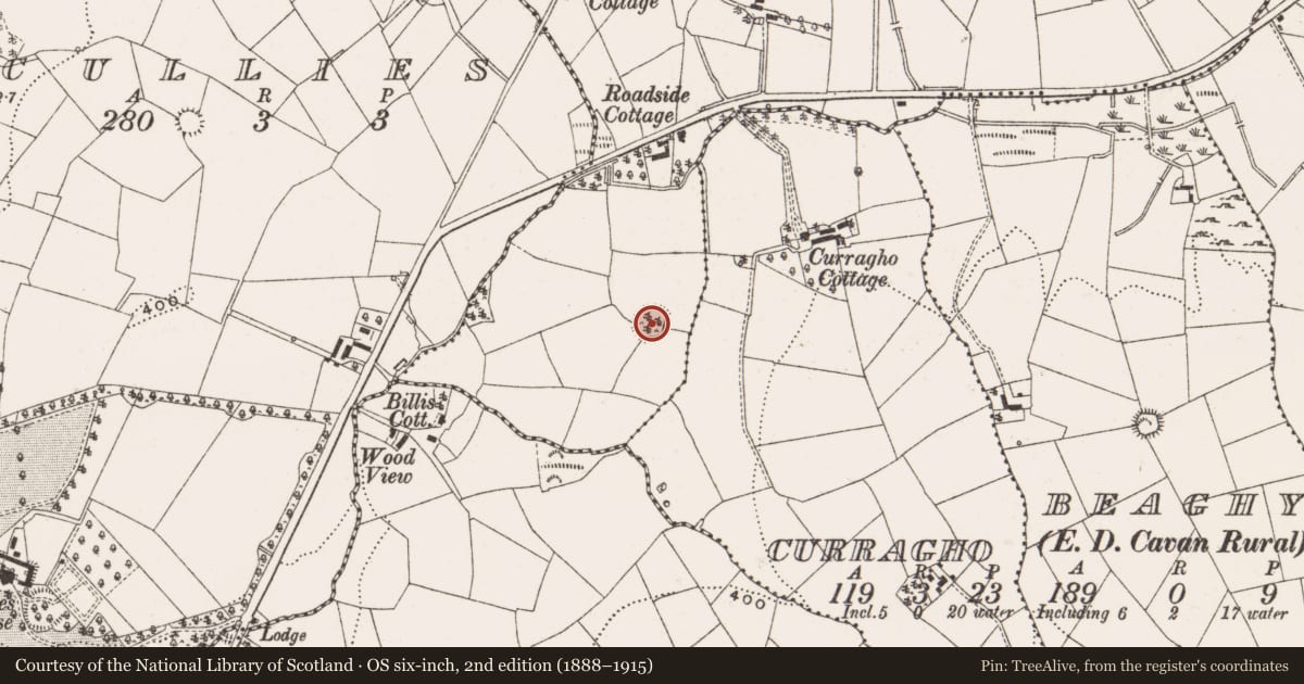 Ordnance Survey six-inch map, 2nd edition (1888–1915) covering the location of Ringfort - rath, Drumbo, County Cavan, with a pin at the register's coordinates