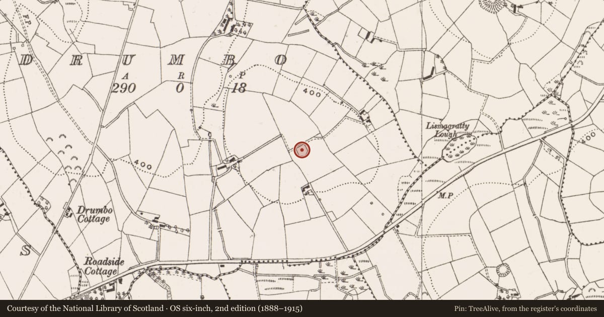 Ordnance Survey six-inch map, 2nd edition (1888–1915) covering the location of Ringfort - rath, Drumbo, County Cavan, with a pin at the register's coordinates