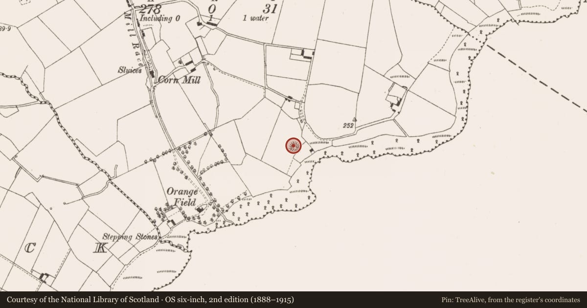 Ordnance Survey six-inch map, 2nd edition (1888–1915) covering the location of Ringfort - rath, Magheraboy Upper, County Cavan, with a pin at the register's coordinates