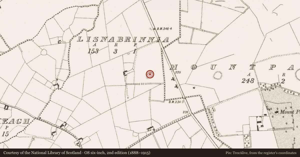 Ordnance Survey six-inch map, 2nd edition (1888–1915) covering the location of Ringfort - rath, Lisnabrinnia, County Cavan, with a pin at the register's coordinates