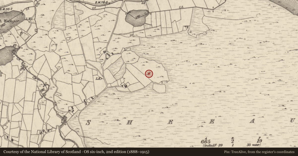 Ordnance Survey six-inch map, 2nd edition (1888–1915) covering the location of Field boundary, Sheeauns, County Galway, with a pin at the register's coordinates