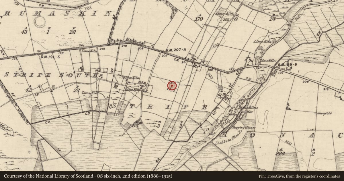 Ordnance Survey six-inch map, 2nd edition (1888–1915) covering the location of Ringfort - rath, Stripe, County Galway, with a pin at the register's coordinates