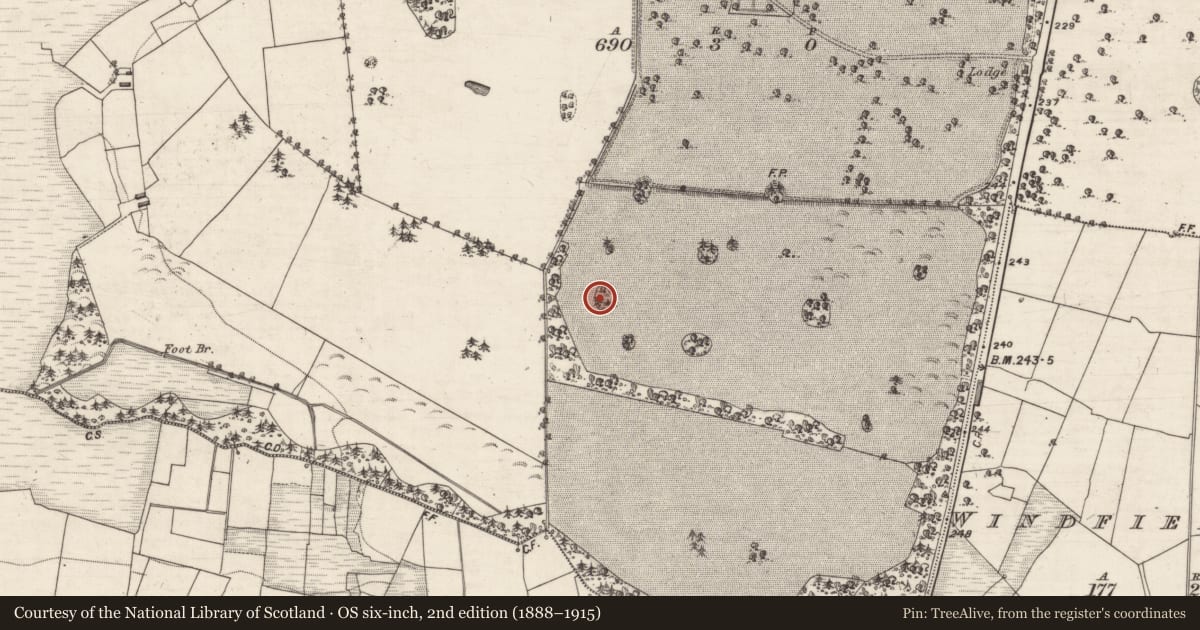 Ordnance Survey six-inch map, 2nd edition (1888–1915) covering the location of Designed landscape - tree-ring, Windfield Demesne, County Galway, with a pin at the register's coordinates