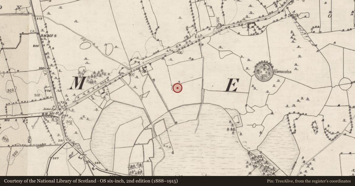 Ordnance Survey six-inch map, 2nd edition (1888–1915) covering the location of Designed landscape - tree-ring, Belview Or Lissareaghaun, County Galway, with a pin at the register's coordinates