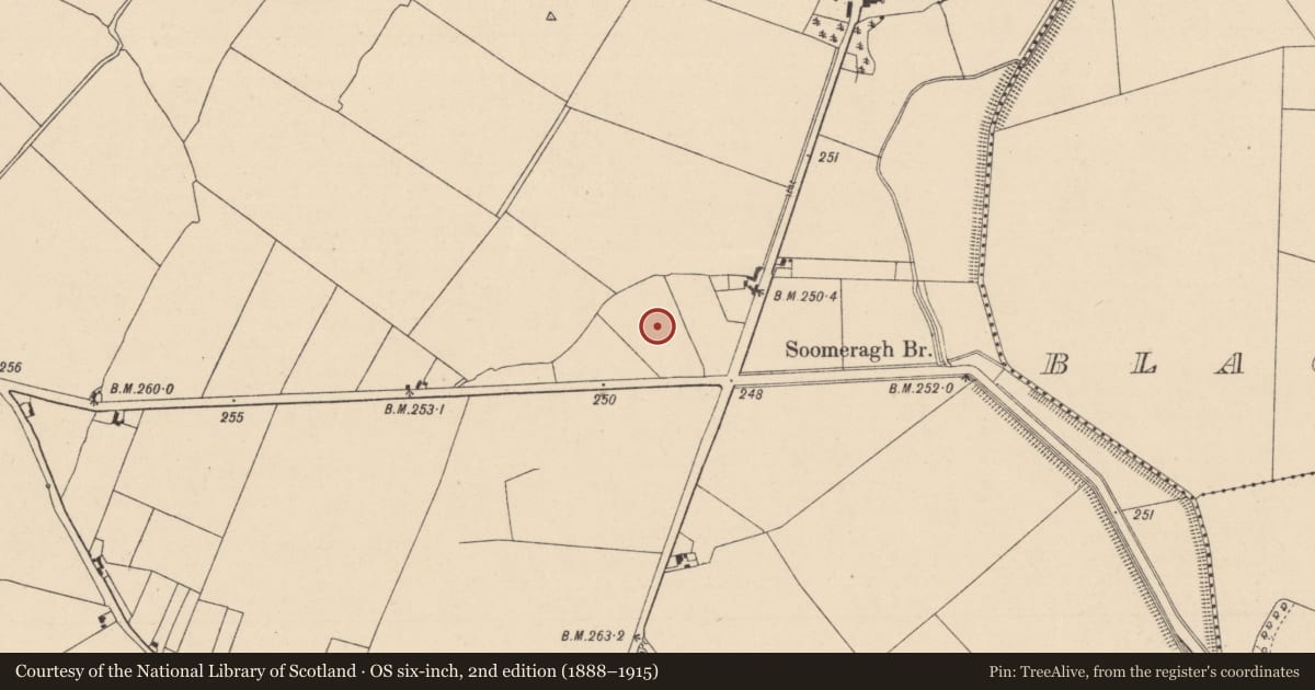 Ordnance Survey six-inch map, 2nd edition (1888–1915) covering the location of Enclosure, Walterstown, County Kildare, with a pin at the register's coordinates