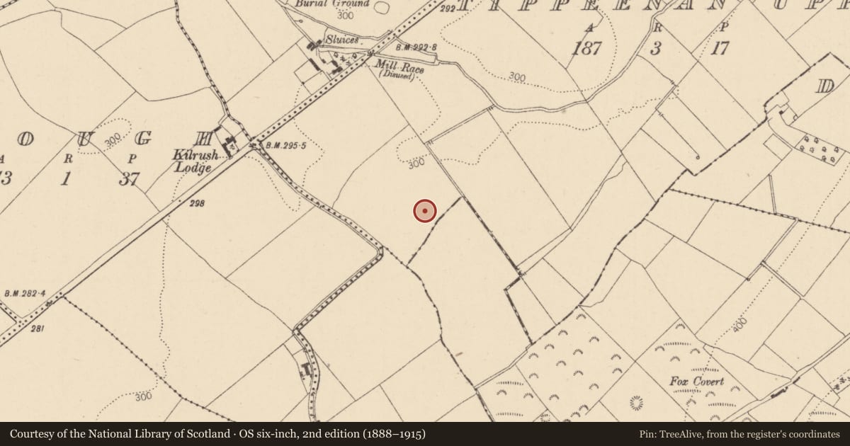 Ordnance Survey six-inch map, 2nd edition (1888–1915) covering the location of Field system, Tippeenan Upper, County Kildare, with a pin at the register's coordinates