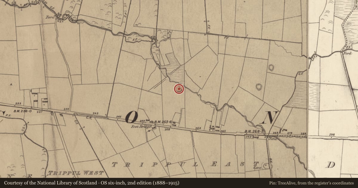 Ordnance Survey six-inch map, 2nd edition (1888–1915) covering the location of Ringfort - rath, Trippul East, County Kerry, with a pin at the register's coordinates