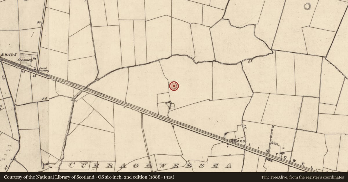 Ordnance Survey six-inch map, 2nd edition (1888–1915) covering the location of Ringfort - rath, Curraghweesha, County Kerry, with a pin at the register's coordinates