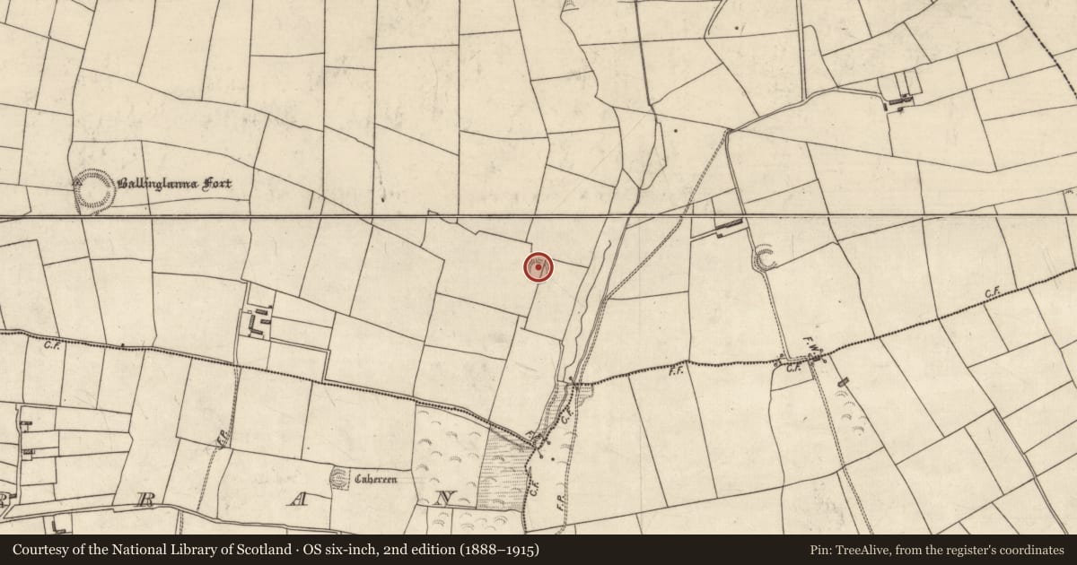 Ordnance Survey six-inch map, 2nd edition (1888–1915) covering the location of Ringfort - rath, Ballinglanna, County Kerry, with a pin at the register's coordinates