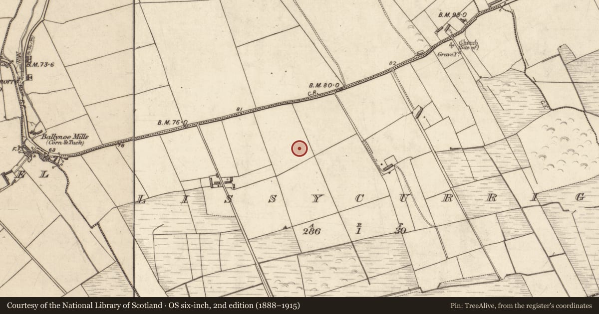 Ordnance Survey six-inch map, 2nd edition (1888–1915) covering the location of Ringfort - rath, Lissycurrig, County Kerry, with a pin at the register's coordinates