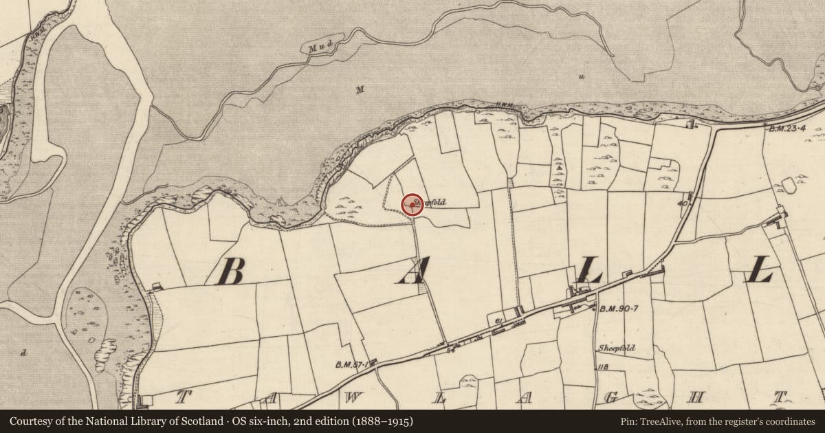 Ordnance Survey six-inch map, 2nd edition (1888–1915) covering the location of Sheepfold, Tawlaght (Trughanacmy By., Ballynahaglish Par.), County Kerry, with a pin at the register's coordinates