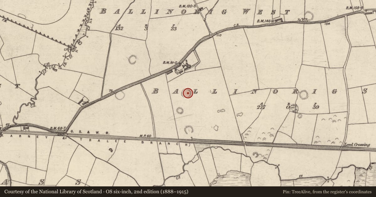 Ordnance Survey six-inch map, 2nd edition (1888–1915) covering the location of Souterrain, Ballinorig South, County Kerry, with a pin at the register's coordinates