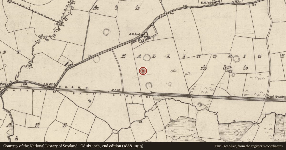 Ordnance Survey six-inch map, 2nd edition (1888–1915) covering the location of Ringfort - rath, Ballinorig South, County Kerry, with a pin at the register's coordinates