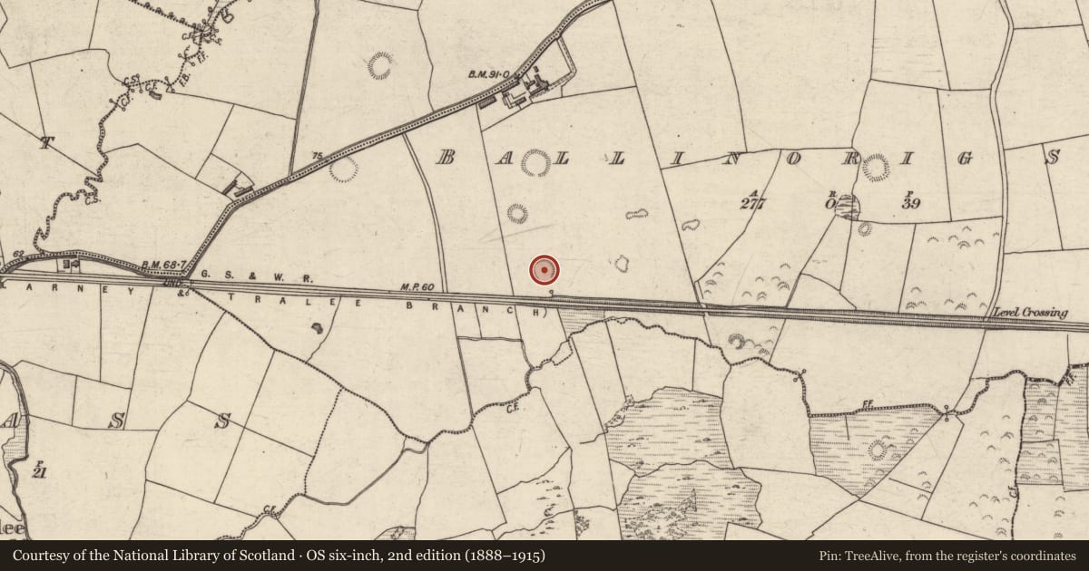 Ordnance Survey six-inch map, 2nd edition (1888–1915) covering the location of Ringfort - rath, Ballinorig South, County Kerry, with a pin at the register's coordinates