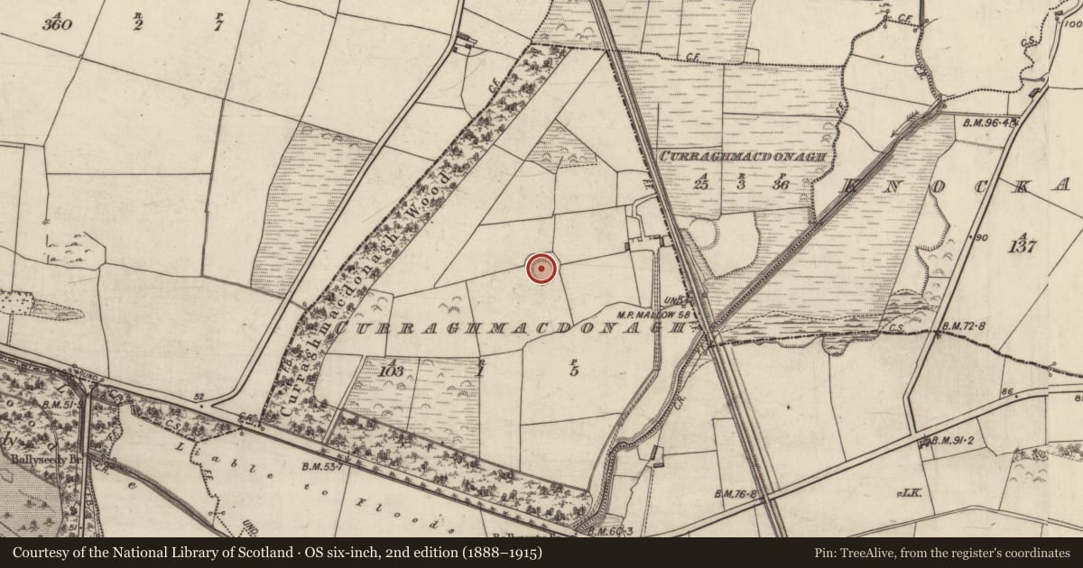 Ordnance Survey six-inch map, 2nd edition (1888–1915) covering the location of Ringfort - rath, Curraghmacdonagh (Trughanacmy By., Ballymacelligott Par.), County Kerry, with a pin at the register's coordinates