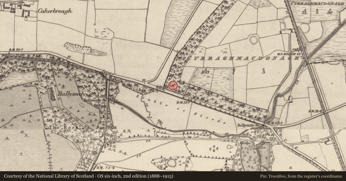 Ordnance Survey six-inch map, 2nd edition (1888–1915) covering the location of Burnt spread, Curraghmacdonagh (Trughanacmy By., Ballymacelligott Par.), County Kerry, with a pin at the register's coordinates