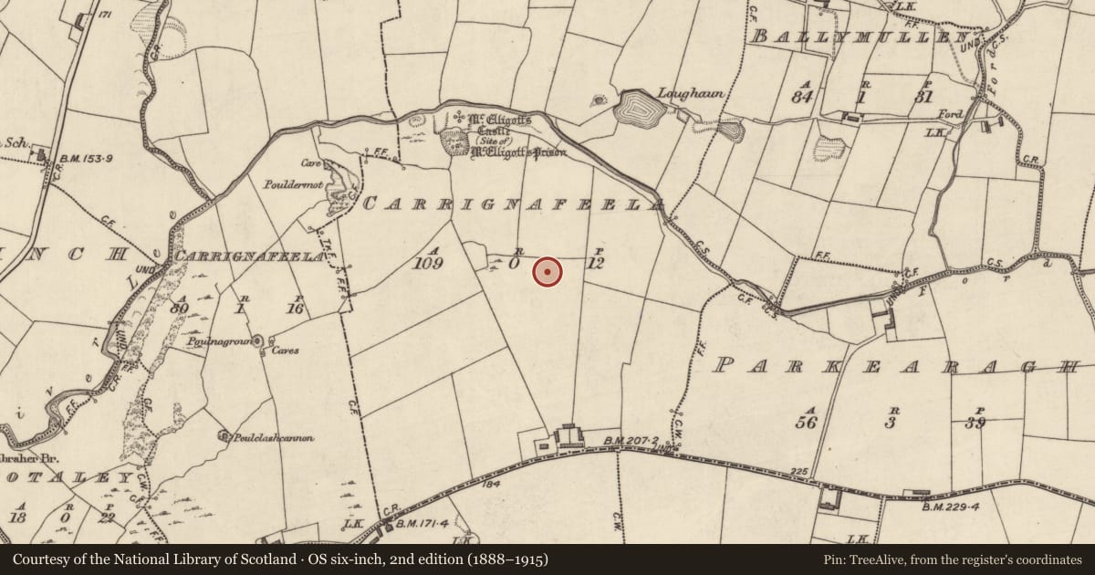 Ordnance Survey six-inch map, 2nd edition (1888–1915) covering the location of Barrow - bowl-barrow, Carrignafeela (Trughanacmy By., O'Brennan Par.), County Kerry, with a pin at the register's coordinates