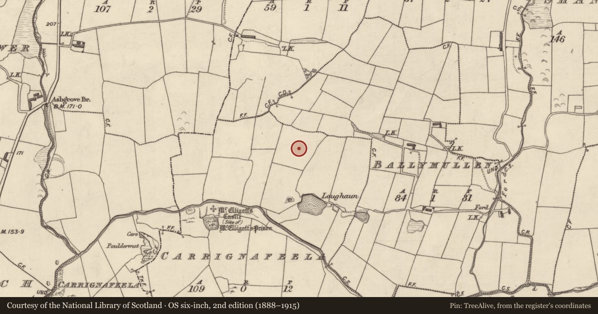 Ordnance Survey six-inch map, 2nd edition (1888–1915) covering the location of Fulacht fia, Carrignafeela (Trughanacmy By., O'Brennan Par.), County Kerry, with a pin at the register's coordinates