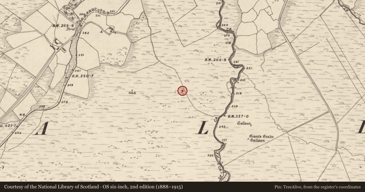 Ordnance Survey six-inch map, 2nd edition (1888–1915) covering the location of Field system, An Choill Mhór (Bar. Corca Dhuibhne), Baile Uí Uaithnín, County Kerry, with a pin at the register's coordinates