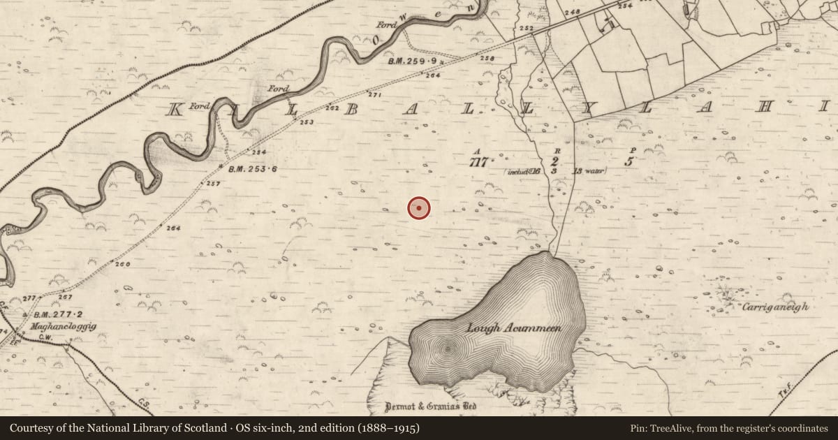 Ordnance Survey six-inch map, 2nd edition (1888–1915) covering the location of Souterrain, Coill Bhaile Uí Fhlaithimh, County Kerry, with a pin at the register's coordinates