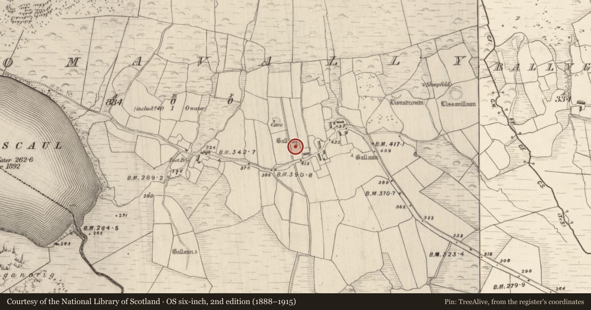 Ordnance Survey six-inch map, 2nd edition (1888–1915) covering the location of Standing stone - pair, Dromavally, County Kerry, with a pin at the register's coordinates