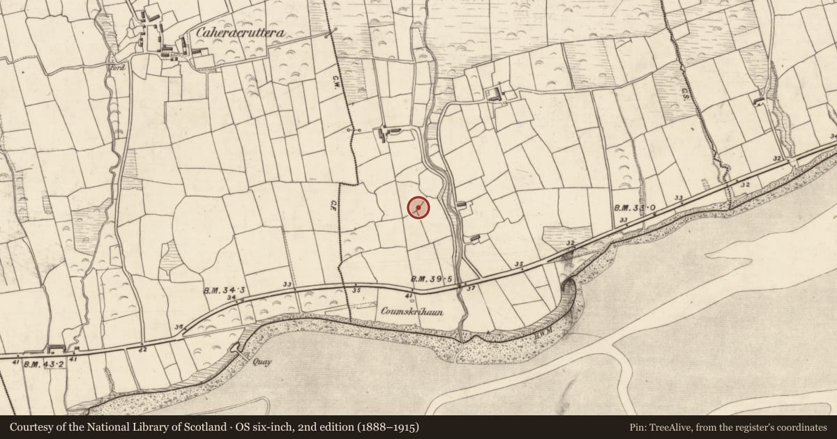 Ordnance Survey six-inch map, 2nd edition (1888–1915) covering the location of Standing stone - pair, Caherpierce, County Kerry, with a pin at the register's coordinates