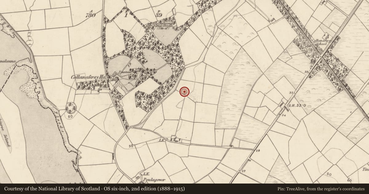 Ordnance Survey six-inch map, 2nd edition (1888–1915) covering the location of Ringfort - rath, Callanafersy West, County Kerry, with a pin at the register's coordinates