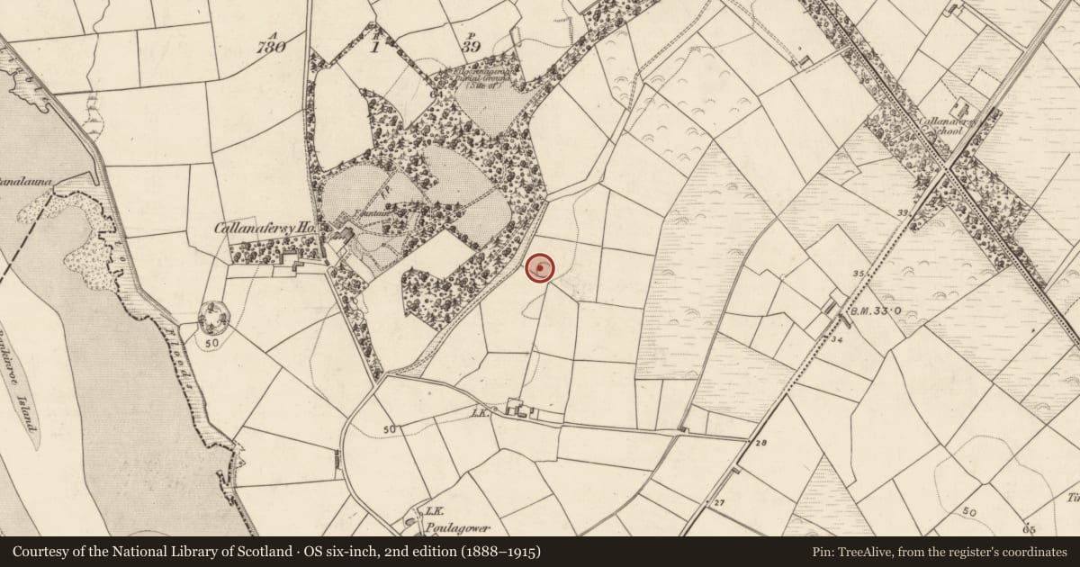 Ordnance Survey six-inch map, 2nd edition (1888–1915) covering the location of Souterrain, Callanafersy West, County Kerry, with a pin at the register's coordinates