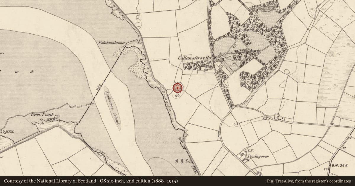 Ordnance Survey six-inch map, 2nd edition (1888–1915) covering the location of Ringfort - rath, Callanafersy West, County Kerry, with a pin at the register's coordinates
