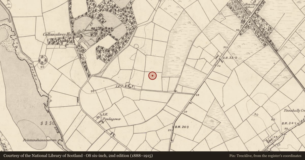 Ordnance Survey six-inch map, 2nd edition (1888–1915) covering the location of Enclosure, Callanafersy West, County Kerry, with a pin at the register's coordinates