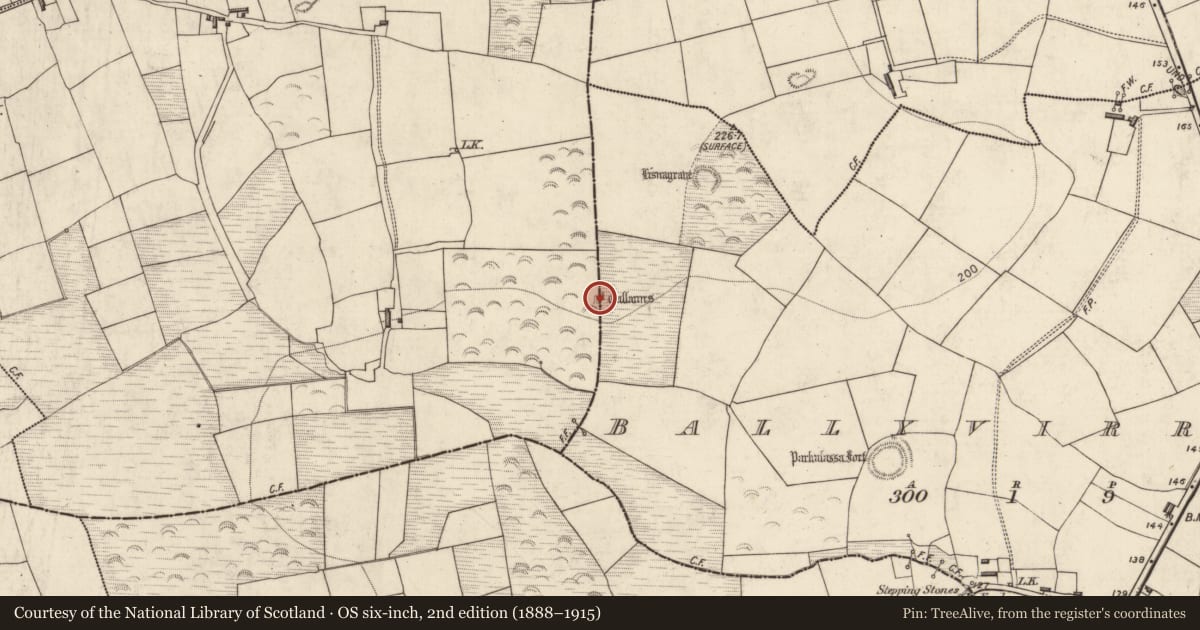 Ordnance Survey six-inch map, 2nd edition (1888–1915) covering the location of Standing stone - pair, Ballyvirrane, Knockavota, County Kerry, with a pin at the register's coordinates