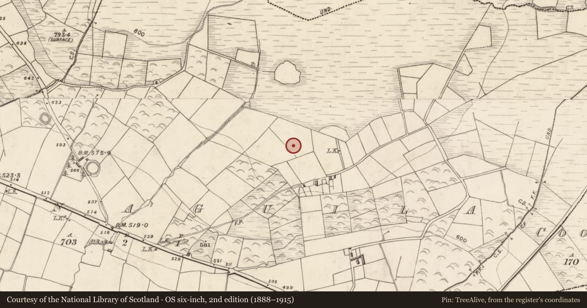 Ordnance Survey six-inch map, 2nd edition (1888–1915) covering the location of Standing stone, Leamnaguila, County Kerry, with a pin at the register's coordinates