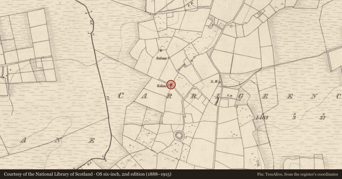 Ordnance Survey six-inch map, 2nd edition (1888–1915) covering the location of Standing stone, Carrigeencullia, County Kerry, with a pin at the register's coordinates
