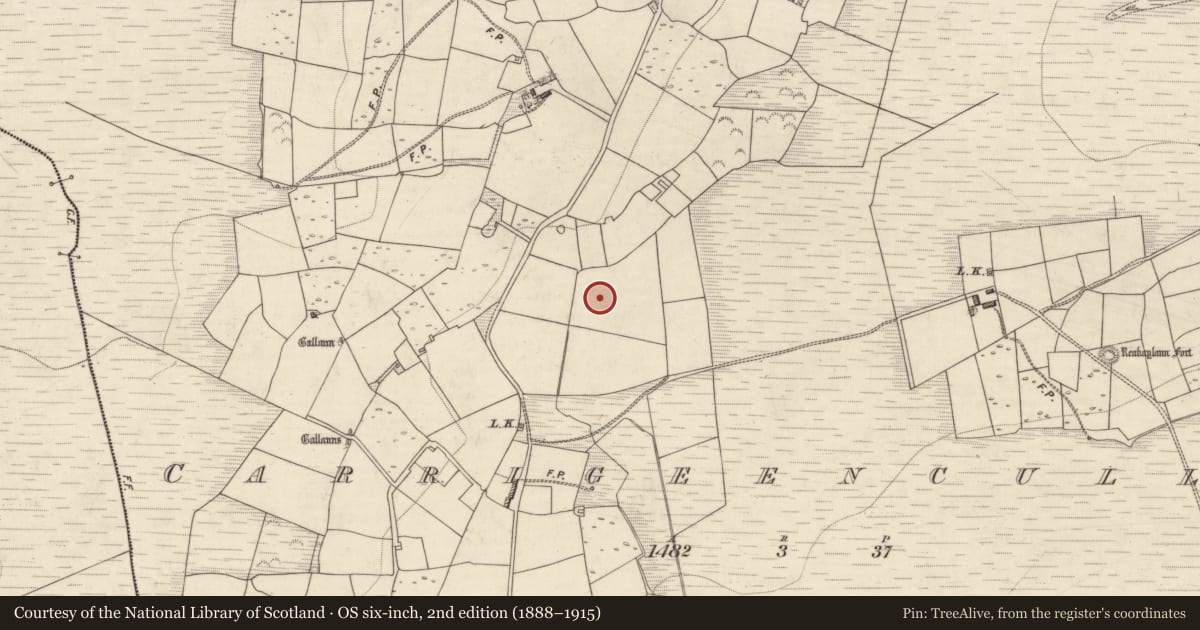 Ordnance Survey six-inch map, 2nd edition (1888–1915) covering the location of Standing stone, Carrigeencullia, County Kerry, with a pin at the register's coordinates