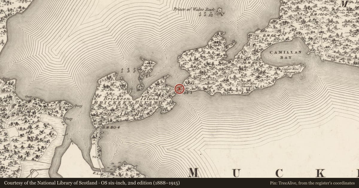 Ordnance Survey six-inch map, 2nd edition (1888–1915) covering the location of Bridge, Brickeen Island, Muckross, County Kerry, with a pin at the register's coordinates