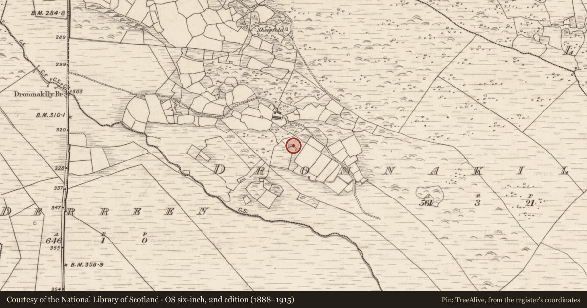 Ordnance Survey six-inch map, 2nd edition (1888–1915) covering the location of Cultivation ridges, Drom Na Coille, County Kerry, with a pin at the register's coordinates