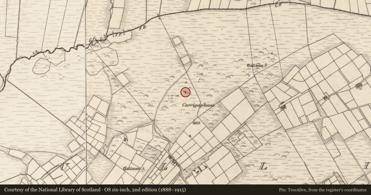 Ordnance Survey six-inch map, 2nd edition (1888–1915) covering the location of Megalithic tomb - unclassified, An Tulaigh (Bar. Uíbh Ráthach, TC Imleach), County Kerry, with a pin at the register's coordinates