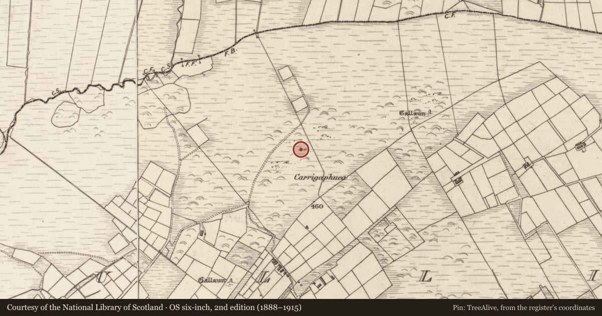 Ordnance Survey six-inch map, 2nd edition (1888–1915) covering the location of Field boundary, Tullig, County Kerry, with a pin at the register's coordinates