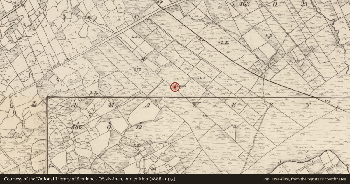 Ordnance Survey six-inch map, 2nd edition (1888–1915) covering the location of Standing stone - pair, Killaha West, County Kerry, with a pin at the register's coordinates