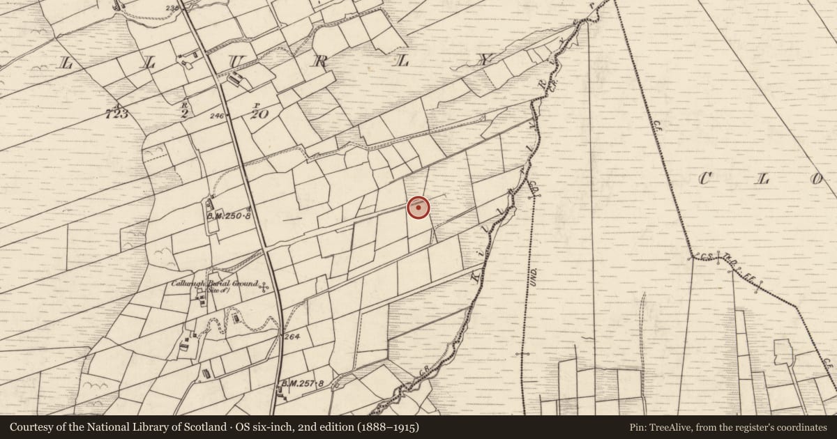 Ordnance Survey six-inch map, 2nd edition (1888–1915) covering the location of Ogham stone (present location), Cill Urlaí, County Kerry, with a pin at the register's coordinates