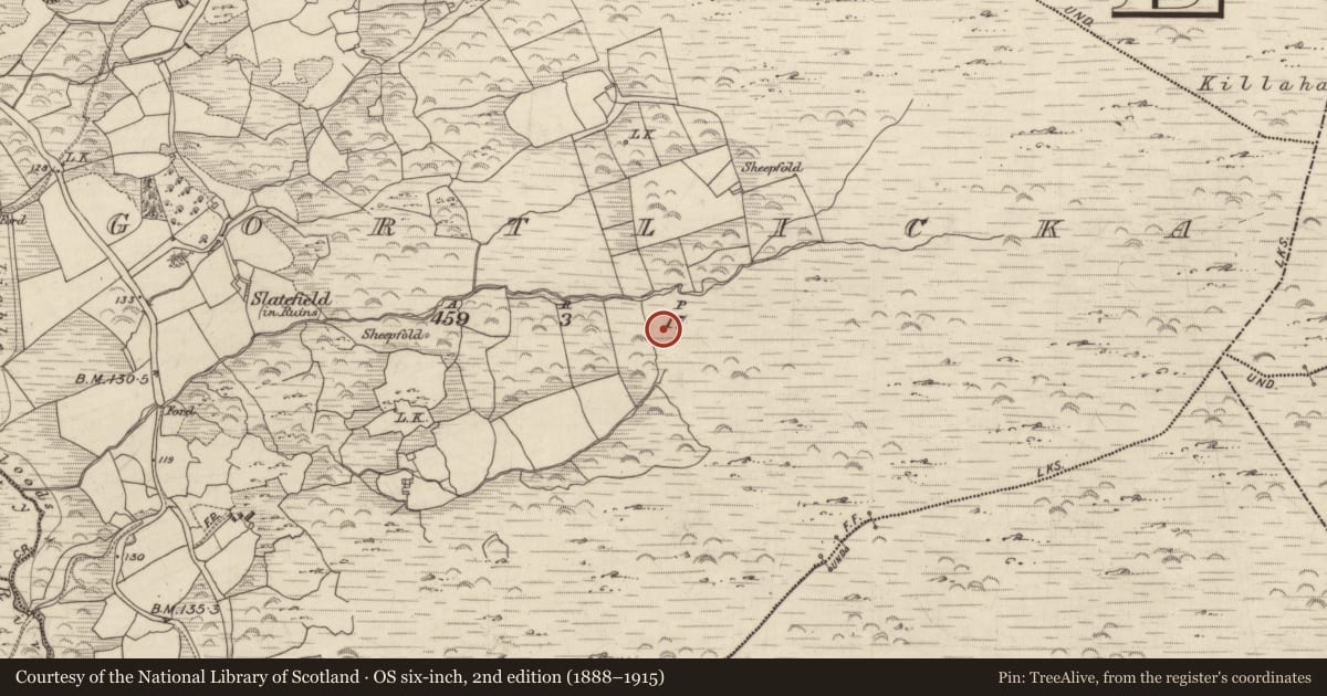 Ordnance Survey six-inch map, 2nd edition (1888–1915) covering the location of Standing stone - pair, Gortlicka, County Kerry, with a pin at the register's coordinates
