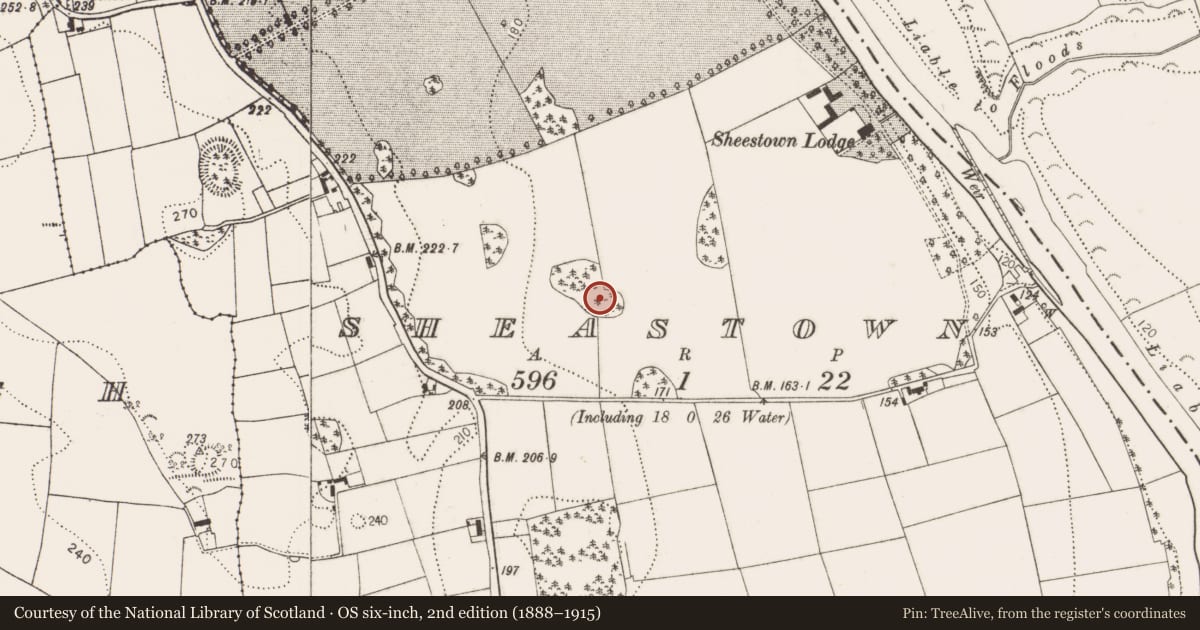 Ordnance Survey six-inch map, 2nd edition (1888–1915) covering the location of Designed landscape - tree-ring, Sheastown, County Kilkenny, with a pin at the register's coordinates