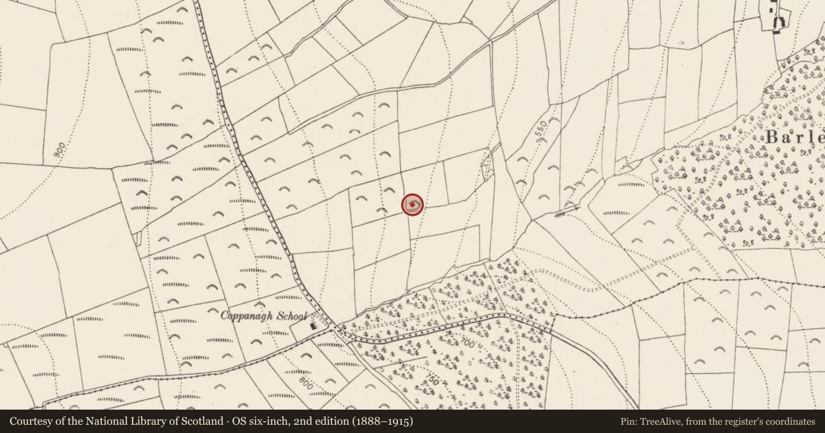 Ordnance Survey six-inch map, 2nd edition (1888–1915) covering the location of Moated site, Tikerlevan, County Kilkenny, with a pin at the register's coordinates