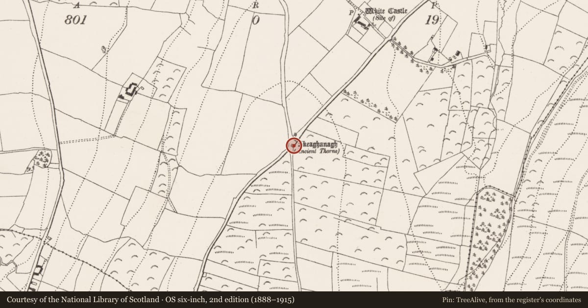 Ordnance Survey six-inch map, 2nd edition (1888–1915) covering the location of Ritual site - holy tree/bush, Ballycocksoost, County Kilkenny, with a pin at the register's coordinates