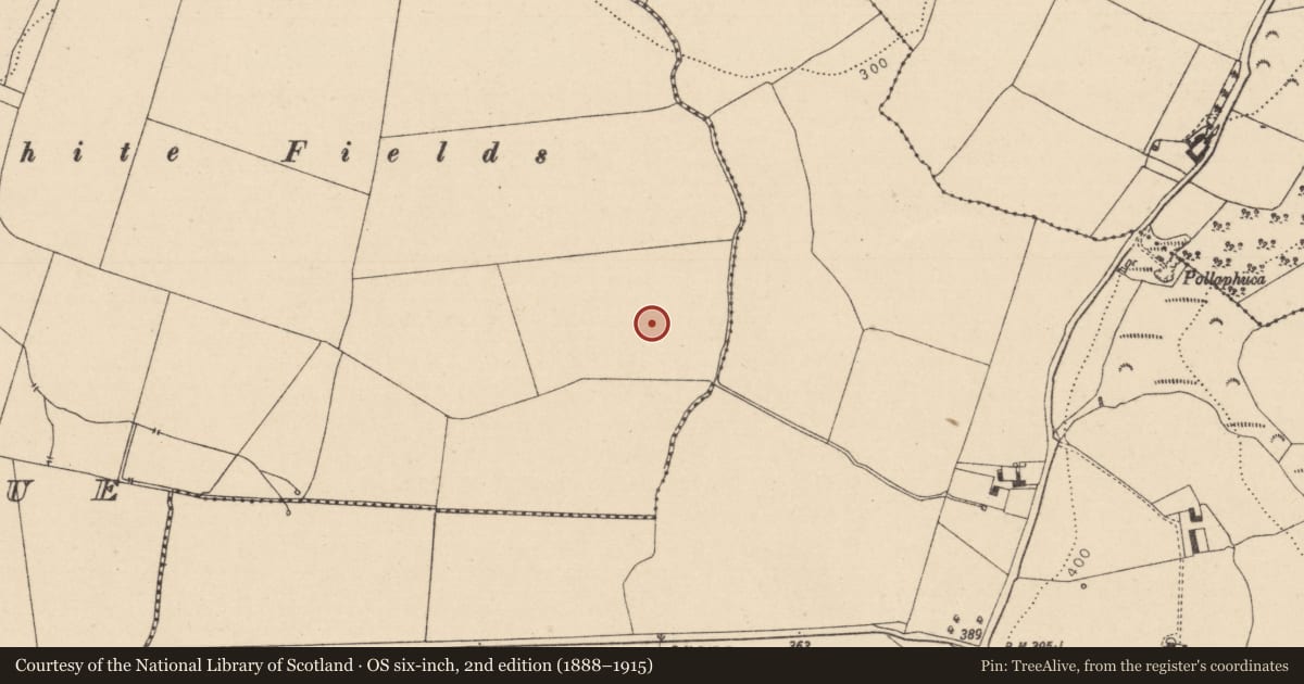 Ordnance Survey six-inch map, 2nd edition (1888–1915) covering the location of Enclosure, Timogue, County Laois, with a pin at the register's coordinates
