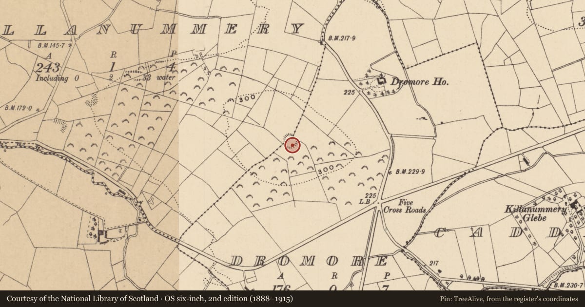 Ordnance Survey six-inch map, 2nd edition (1888–1915) covering the location of Ringfort - rath, Dromore, Killanummery, County Leitrim, with a pin at the register's coordinates