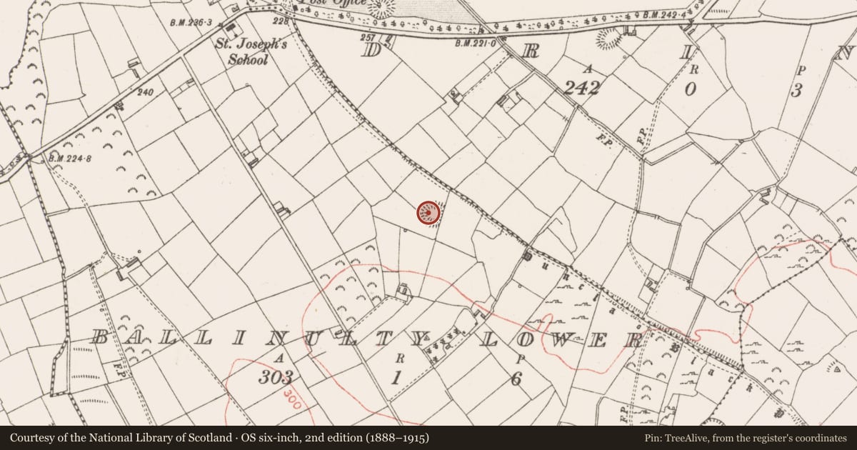 Ordnance Survey six-inch map, 2nd edition (1888–1915) covering the location of Ringfort - rath, Ballinulty Lower, County Longford, with a pin at the register's coordinates