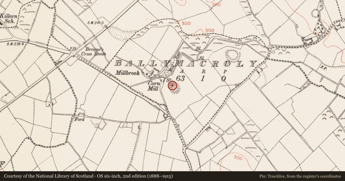 Ordnance Survey six-inch map, 2nd edition (1888–1915) covering the location of Ringfort - rath, Ballymacroly, County Longford, with a pin at the register's coordinates